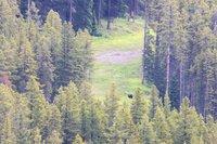 Grizzlybeer gezien vanuit de gondel